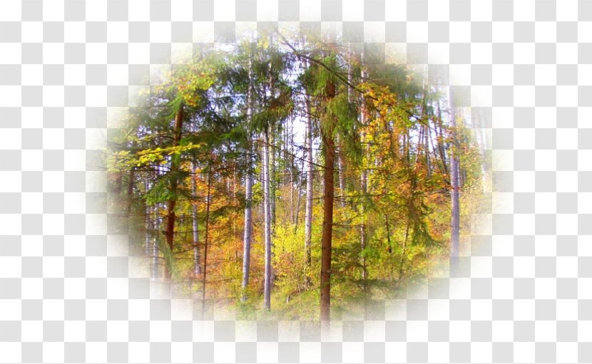 Tree Nature - Foret Transparent PNG