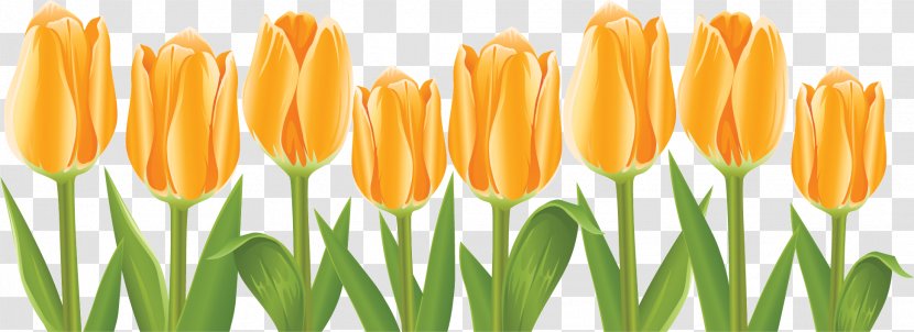 Tulip Flower Clip Art - Plant Stem - Decoration Transparent PNG