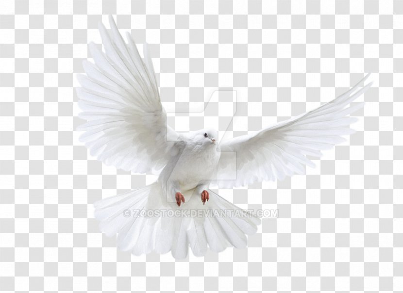 Pigeons And Doves Bird Clip Art As Symbols Image - Wing - Dove Clipart Transparent PNG
