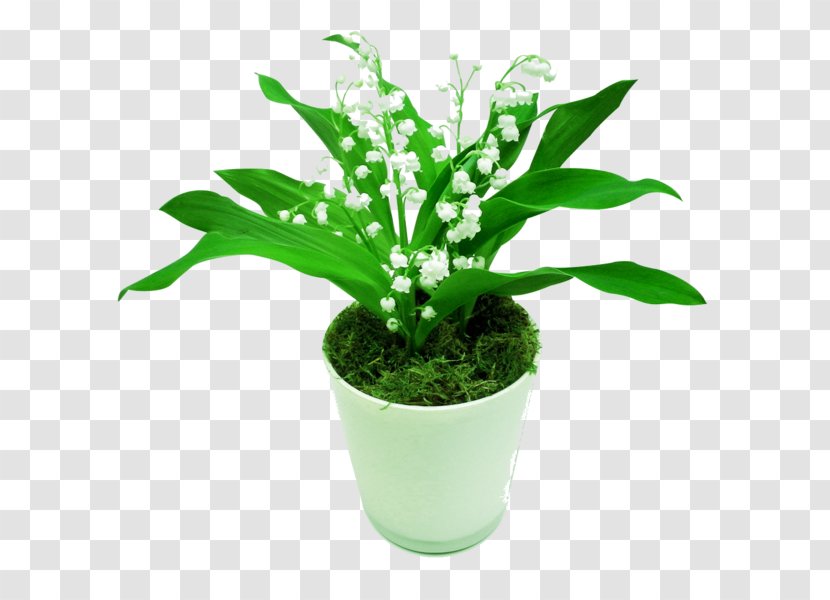 Lily Of The Valley Plant Vine Flower Cutting - Luchtfilterende Planten Transparent PNG