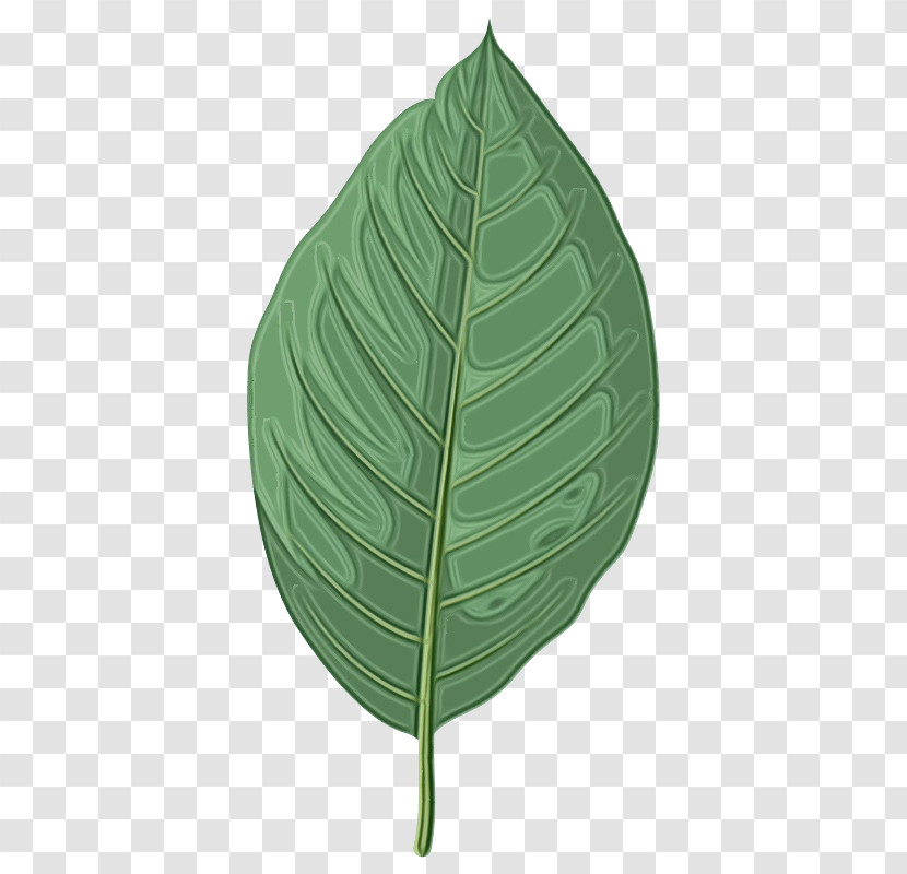 Leaf Biology Science Plant Structure Plant Transparent PNG