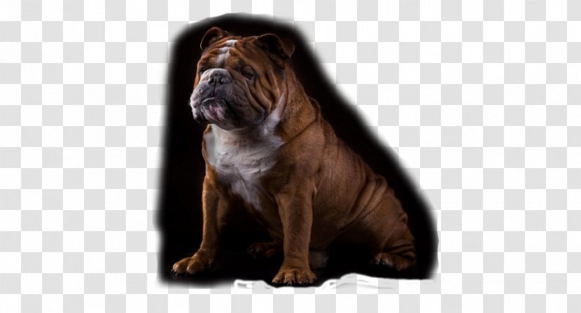 Dog Breed Non-sporting Group (dog) Snout Transparent PNG
