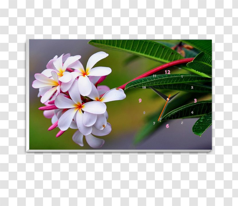 IPhone 5s 5c Red Frangipani Desktop Wallpaper - Flowering Plant - Hoa Sứ Transparent PNG