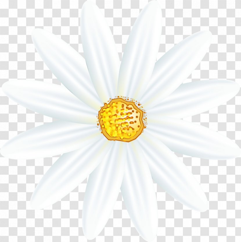 Flower White - Perennial Plant Asterales Transparent PNG