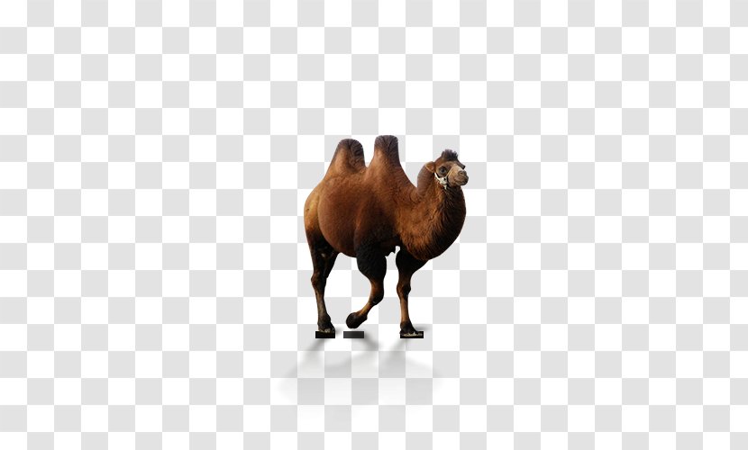 Dromedary Desert Xerocole - Camel Like Mammal Transparent PNG
