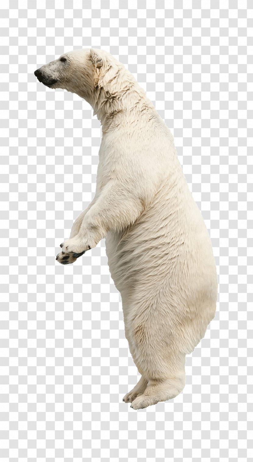 Polar Bear American Black Stock Photography Clip Art - Cartoon - Bears Animals Transparent PNG