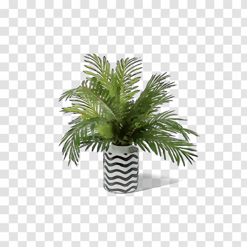 Palm Trees Flowerpot Houseplant Leaf - Grass - Fern Transparent PNG
