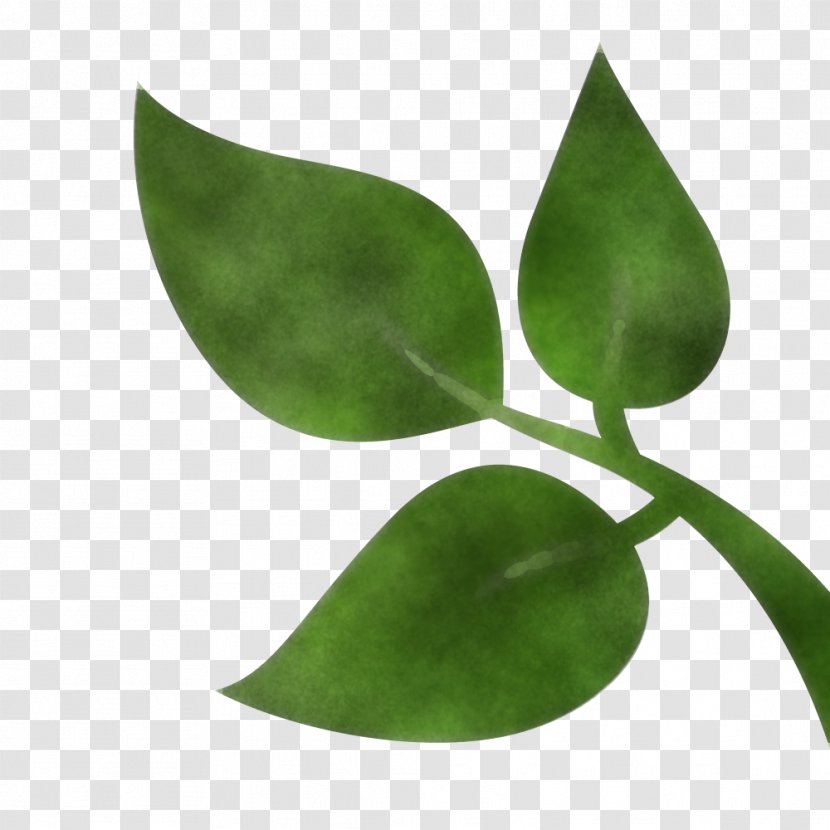 Leaf Green Plant Flower Tree - Eucalyptus Flowering Transparent PNG