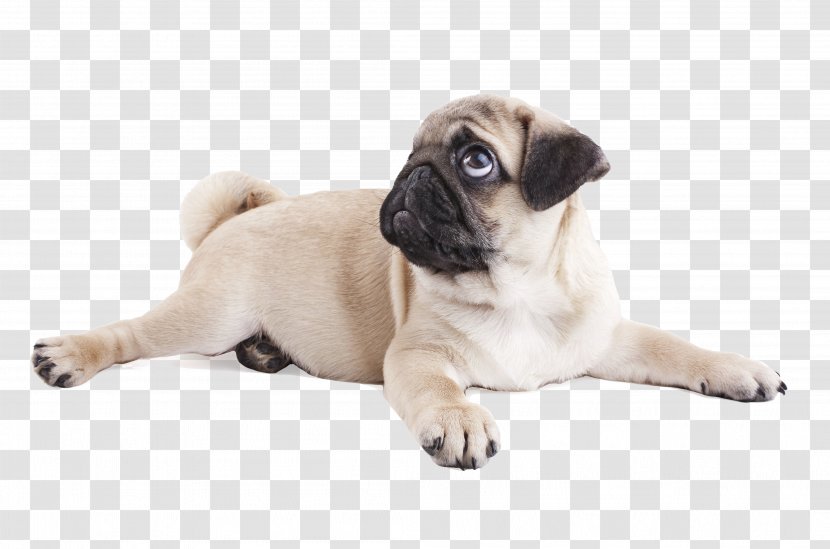 Pug Puppy Purebred Dog Breed Snout - Animal Transparent PNG
