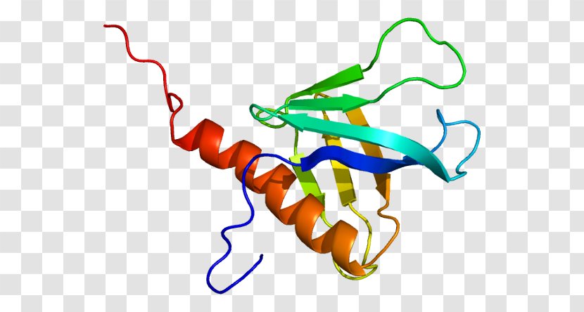 DDEF1 Protein Gene Pleckstrin Homology Domain Ankyrin Repeat Transparent PNG