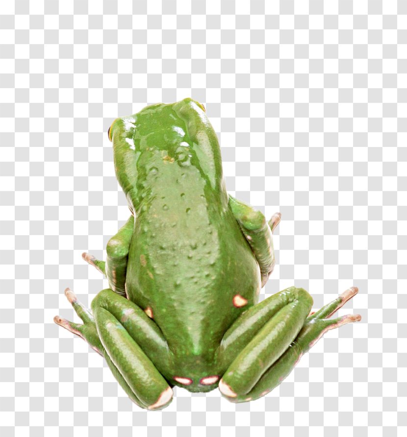 Edible Frog Animal Tree Wallpaper - Organism - Green Transparent PNG