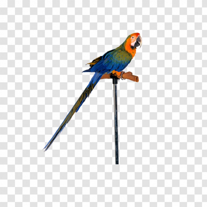 Lovebird True Parrot Macaw - Vertebrate Transparent PNG