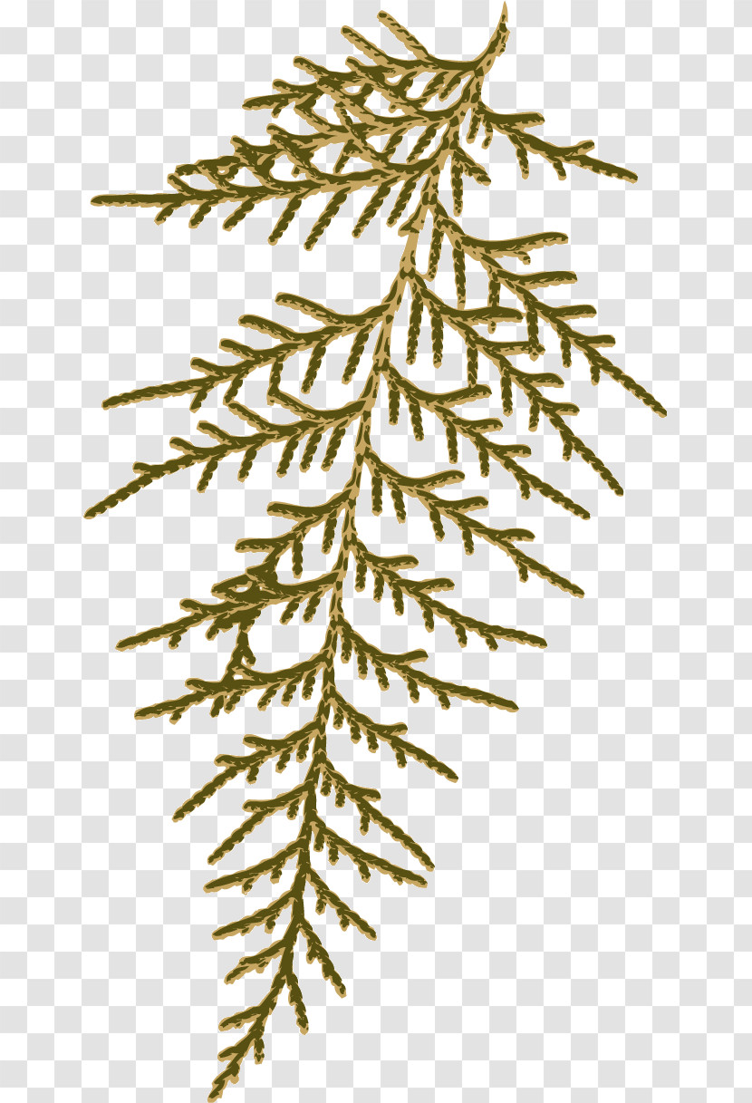 Spruce Leaf Plant Stem Twig Branch Transparent PNG