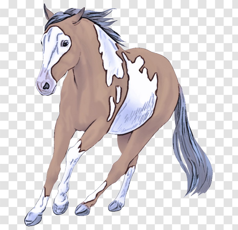 Foal Mustang Stallion Pony Mane Transparent PNG