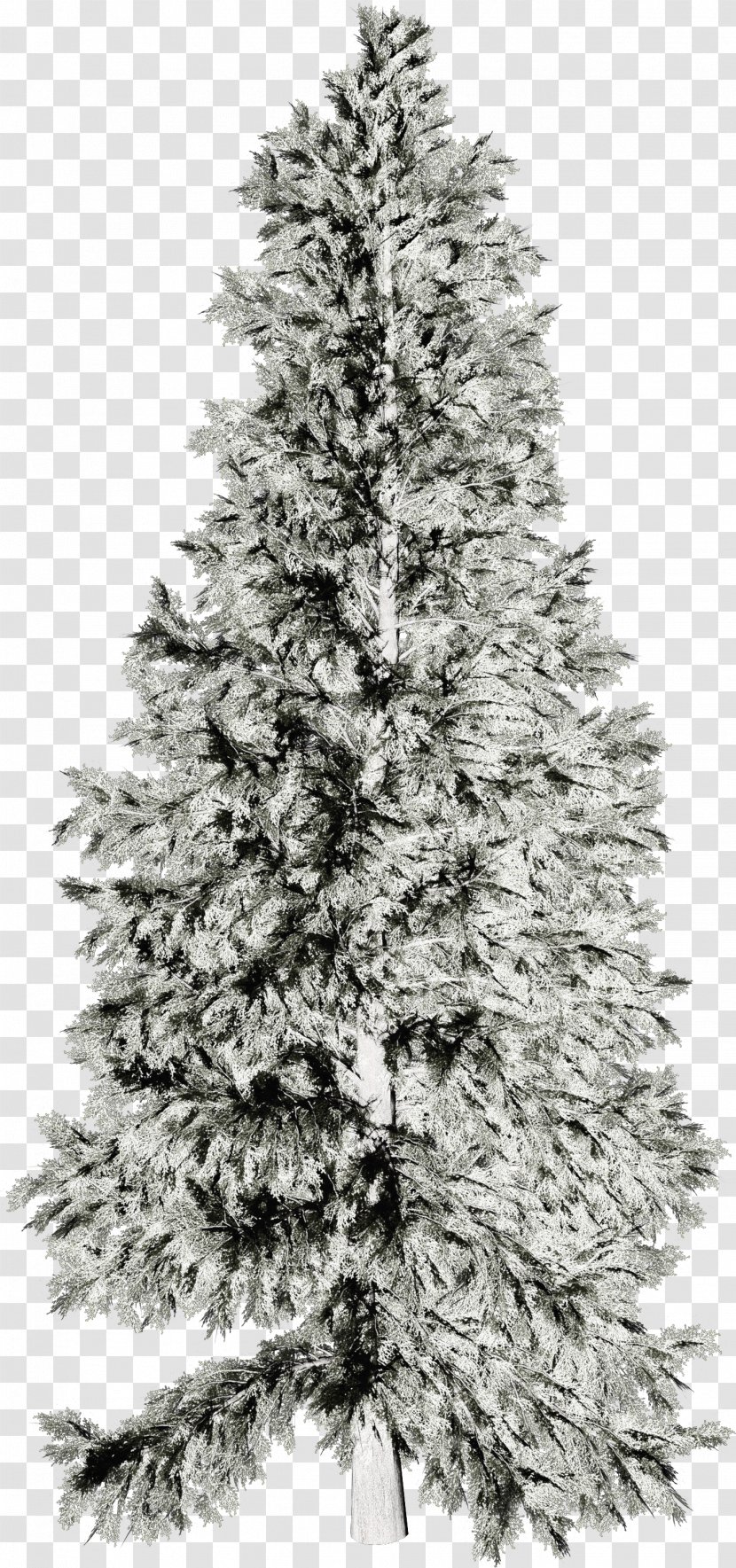Wallpaper - Snow - Tree Transparent PNG