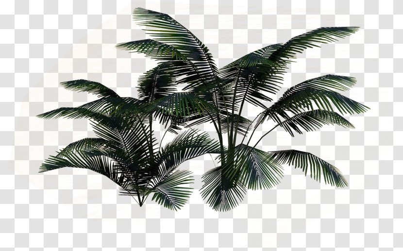 Coconut Leaf - Palm Tree Transparent PNG
