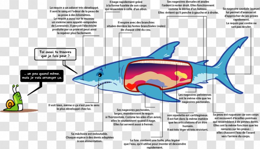 Great White Shark Fish Remora Megalodon - Food Transparent PNG