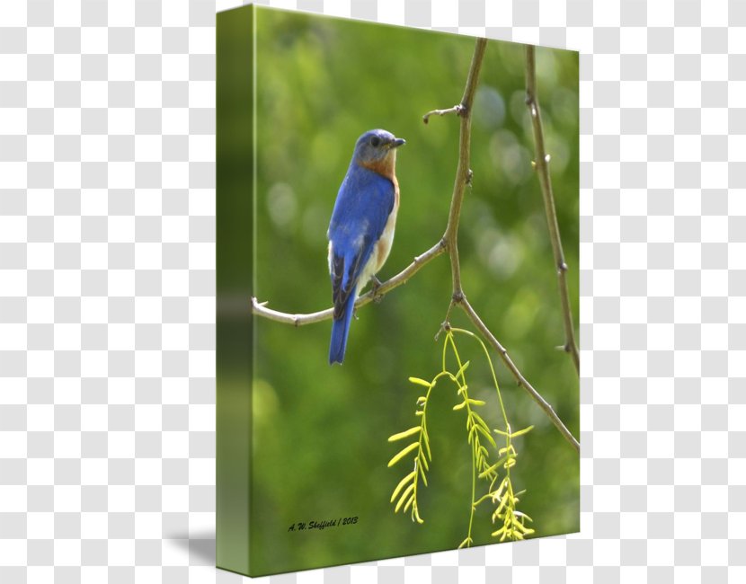Swallow Eastern Bluebird Gallery Wrap Cobalt Blue Canvas - Branch Transparent PNG