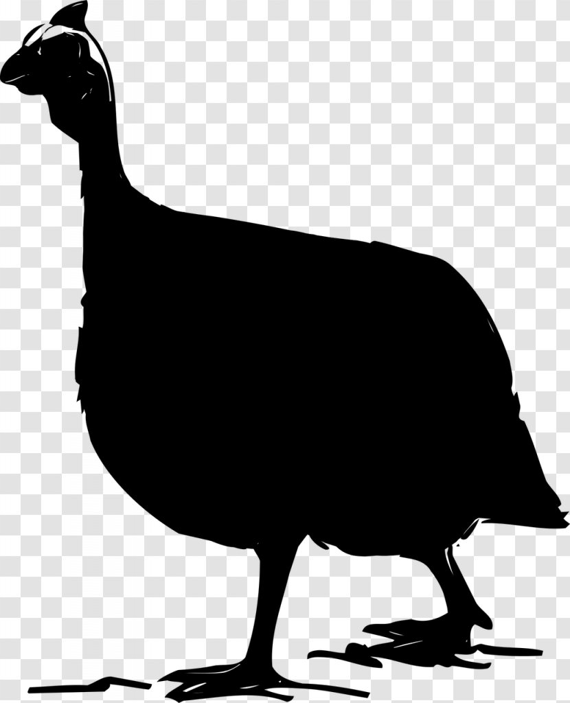 Chicken Cygnini Goose Duck Water Bird - Galliformes Transparent PNG