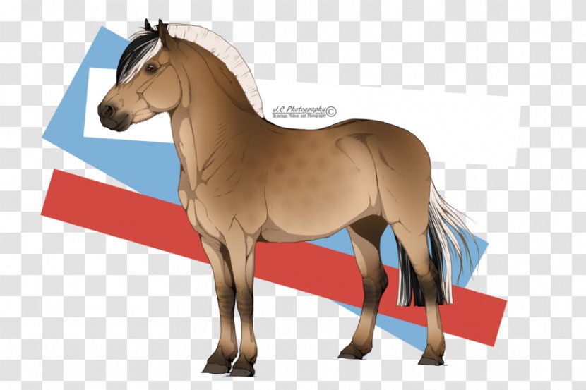 Foal Stallion Mare Pony Colt - Mustang Horse Transparent PNG