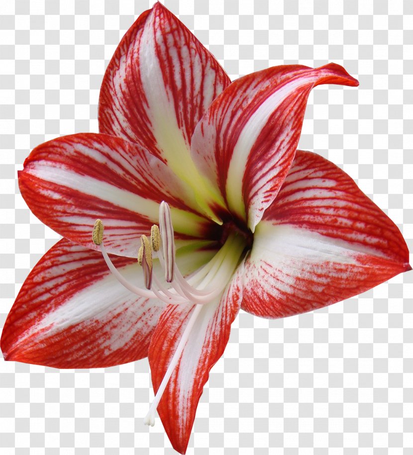 Cut Flowers Red Lilium Yellow - Amaryllis Belladonna - Lily Transparent PNG