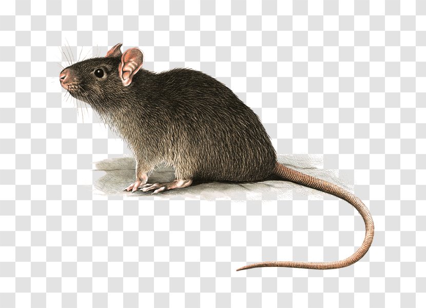 Rat Mouse Image Photograph Desktop Wallpaper - Pest Transparent PNG