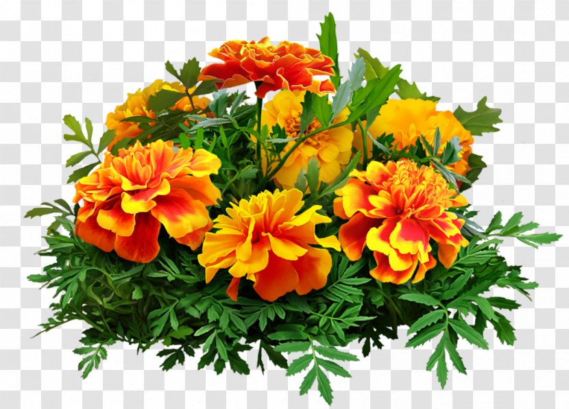 Floral Design Cut Flowers Flower Bouquet Gift - Orange Blossom Transparent PNG