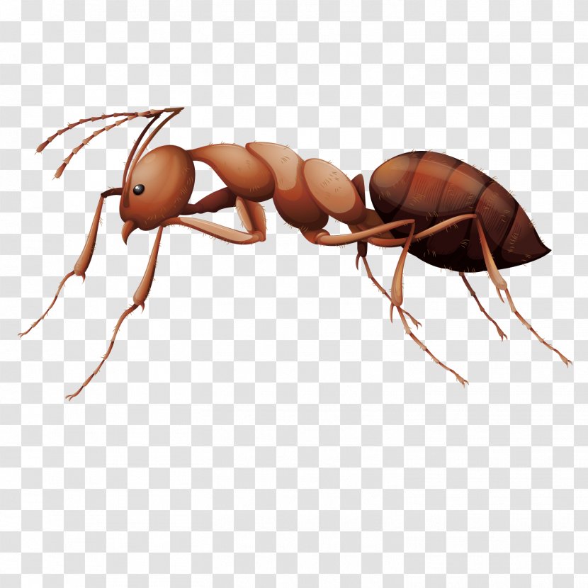 Ant Insect Stock Photography Illustration - Invertebrate - Vector Male Ants Transparent PNG