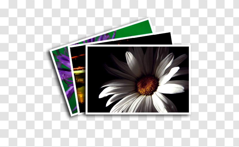Daisy Family Rectangle Common Transparent PNG