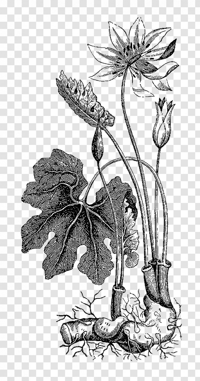 Common Ivy Botanical Illustration Botany Plant Clip Art - Flowering Transparent PNG