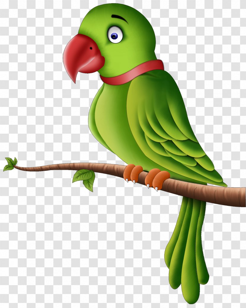 Parrot Bird Clip Art - Vertebrate Transparent PNG