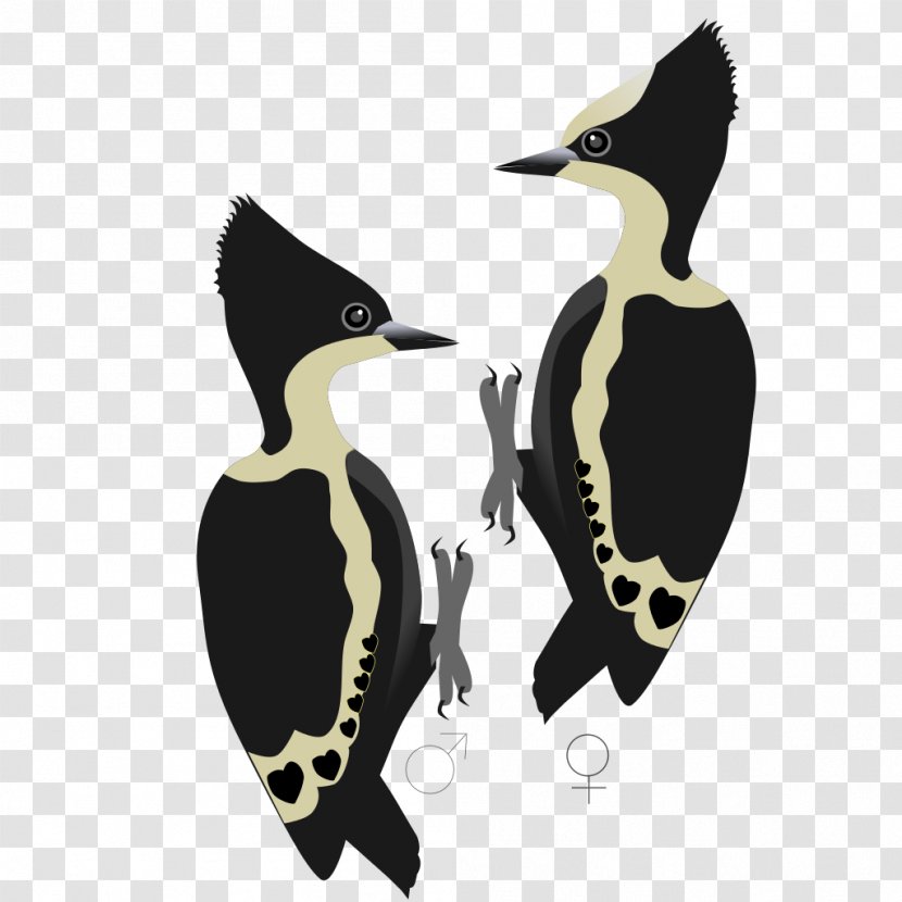 Penguin Ducks Waterfowl Bird - Neck - Creative Circus Transparent PNG