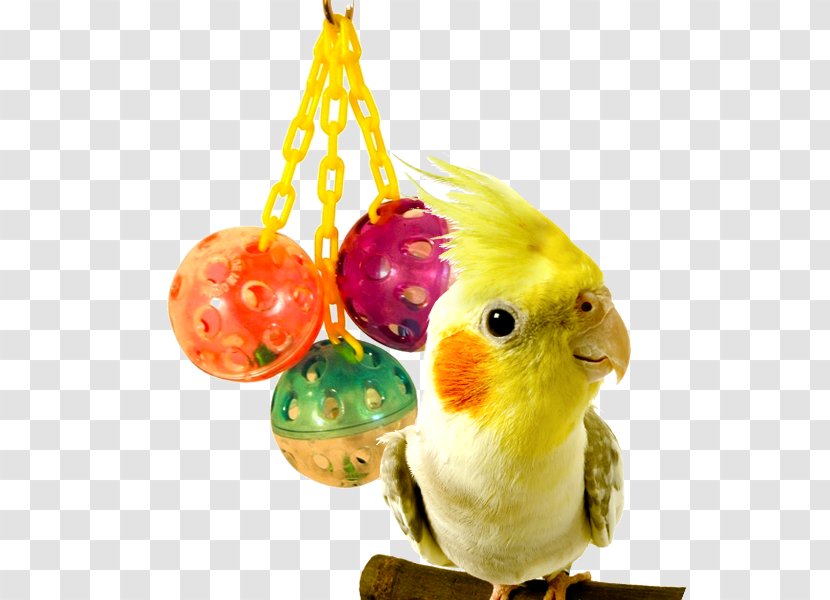 Parrot Budgerigar Lovebird Cockatiel - Toys R Us - BIRDTOY Transparent PNG