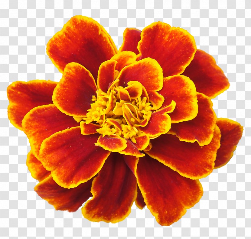 Mexican Marigold Flower Clip Art - Sticker Transparent PNG