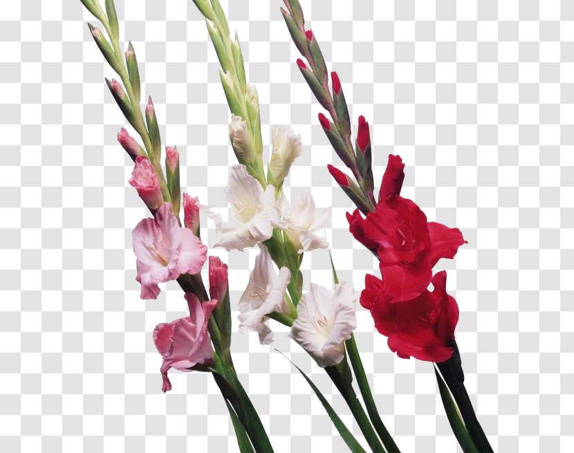 Scarlet Gladiolus Cut Flowers Clip Art - Seed Plant - File Transparent PNG