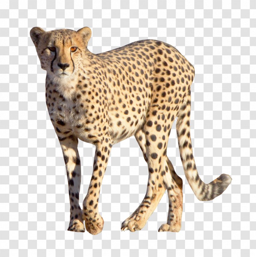 Cheetah Leopard - Fauna Transparent PNG
