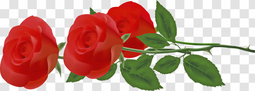 Three Flowers Three Roses Valentines Day Transparent PNG