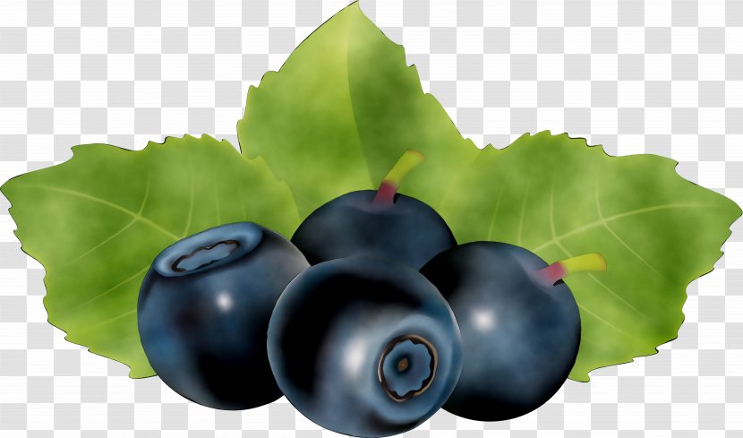 Bilberry Blueberry Huckleberry STXEA NR EUR Superfood - Damson Transparent PNG