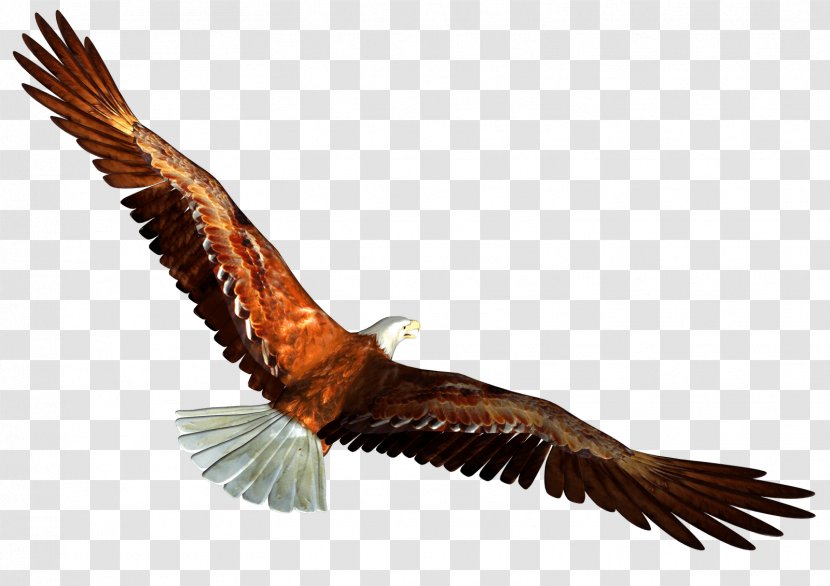 Eagle Image Download - Bald - Beak Transparent PNG