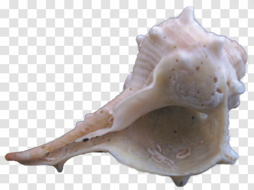 Download Sea Snail - Shading - Alien Conch Transparent PNG