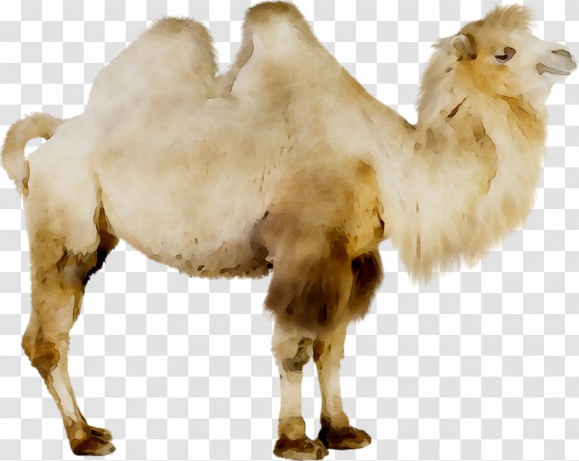 Camel GIF Royalty-free Image Stock Photography - Internet Meme - Livestock Transparent PNG