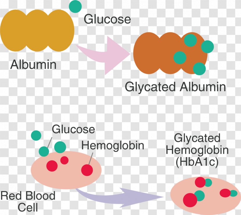 Glycation Hemoglobin A1C Fructosamine Diabetes Mellitus Albumin - Serum Total Protein - Albuminpapier Transparent PNG