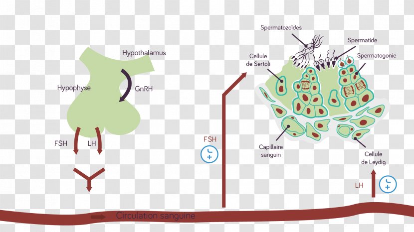 Map Tree - Heart Transparent PNG