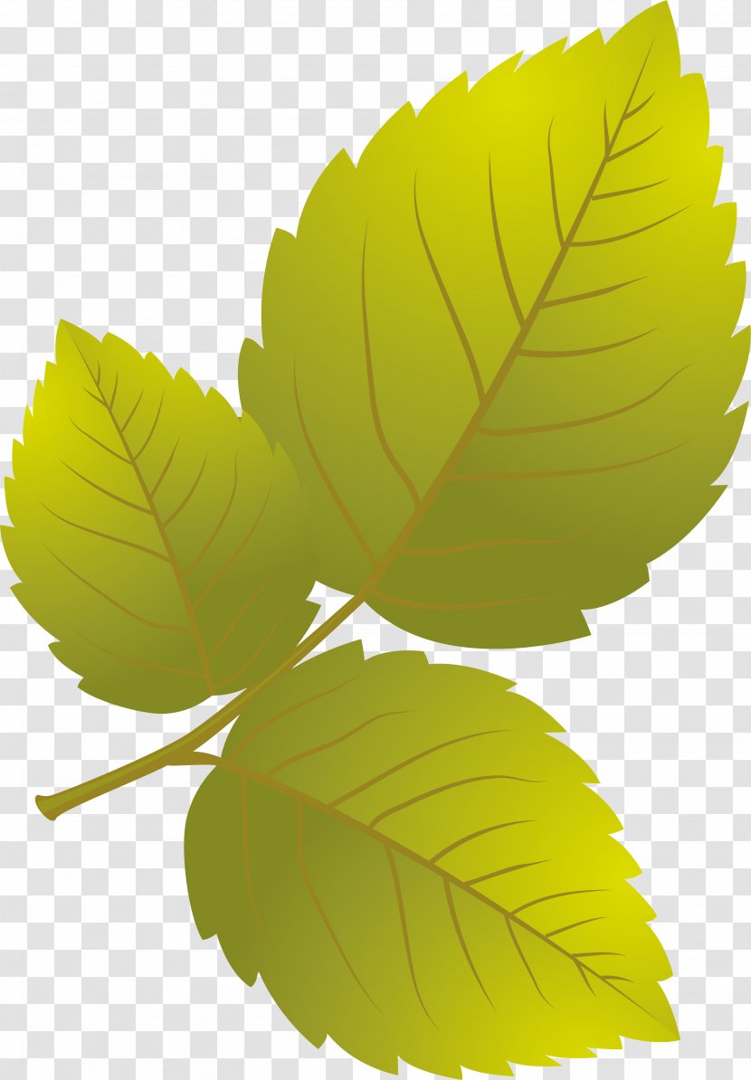 Leaf Petal Plant Transparent PNG