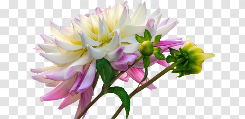 Dahlia Cut Flowers Plants - Floristry - Flower Transparent PNG