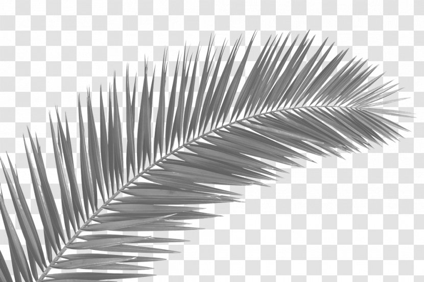 Palm Trees Palm-leaf Manuscript Clip Art Frond - Leaf Transparent PNG