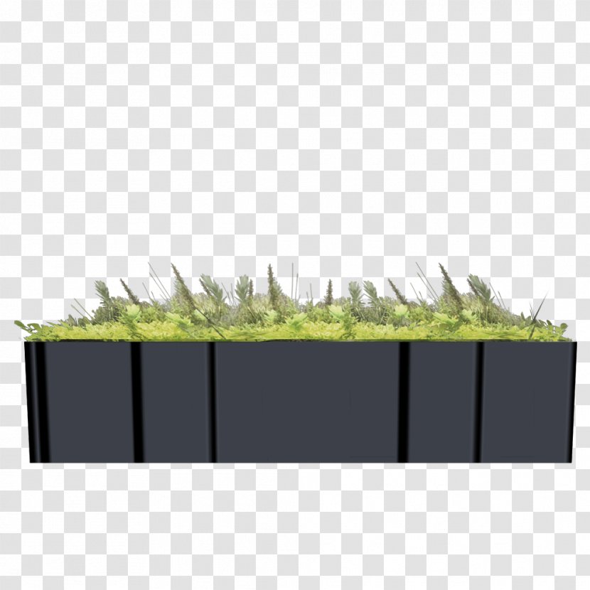 Rectangle Grasses - Family - Angle Transparent PNG