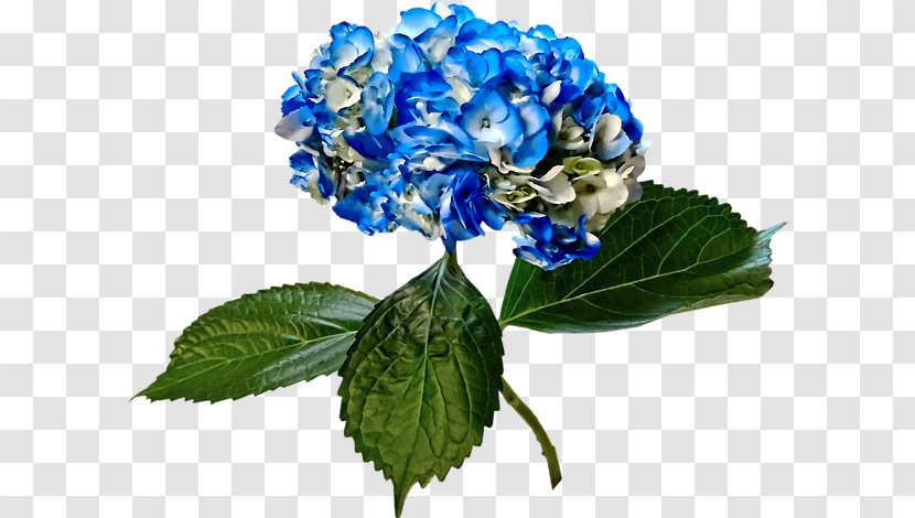 Hydrangea Duvet Carpet Cut Flowers Blue - Hydrageas Transparent PNG