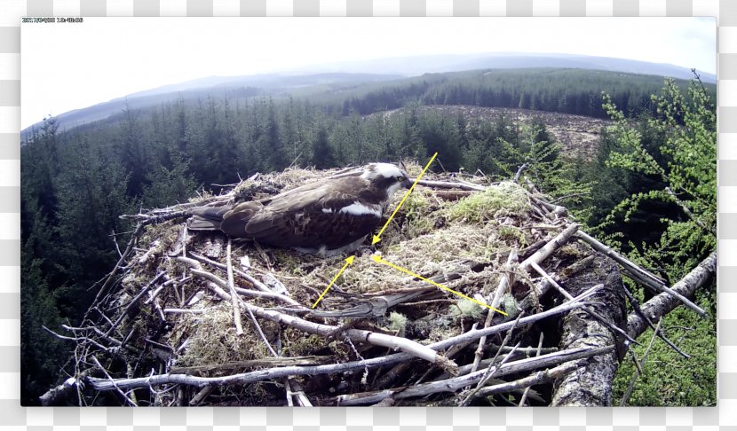 Eagle Ecosystem Fauna NEST+m Beak Transparent PNG