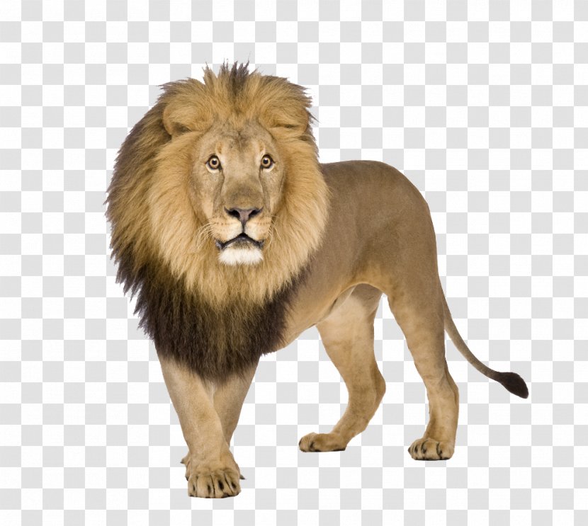 Lion Stock Photography Image Clip Art Royalty-free - Big Cats Transparent PNG